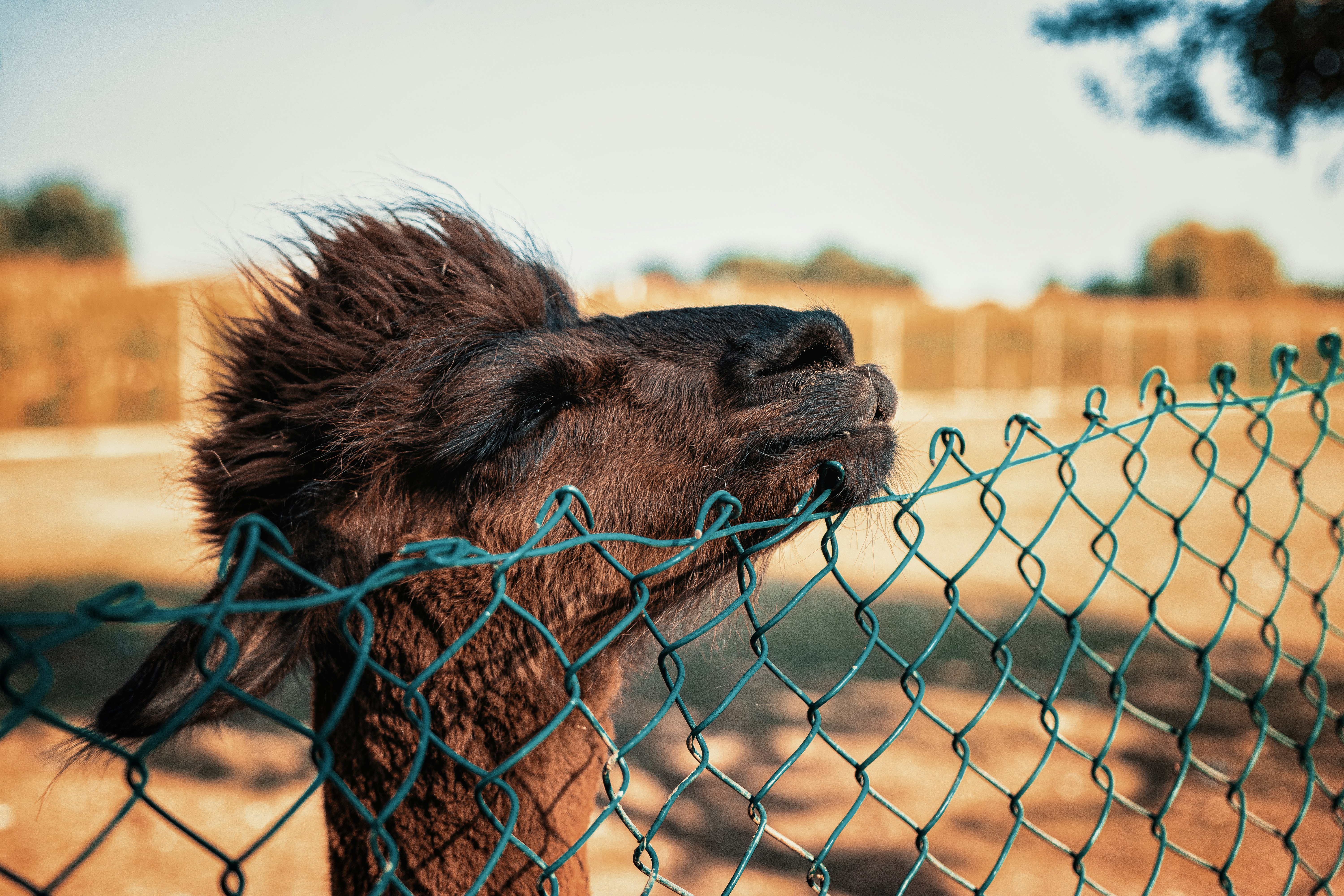 brown and black camel behind gray metal fence during daytime